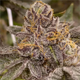 Semillas de marihuana a granel Peanut Butter Breath Feminizadas