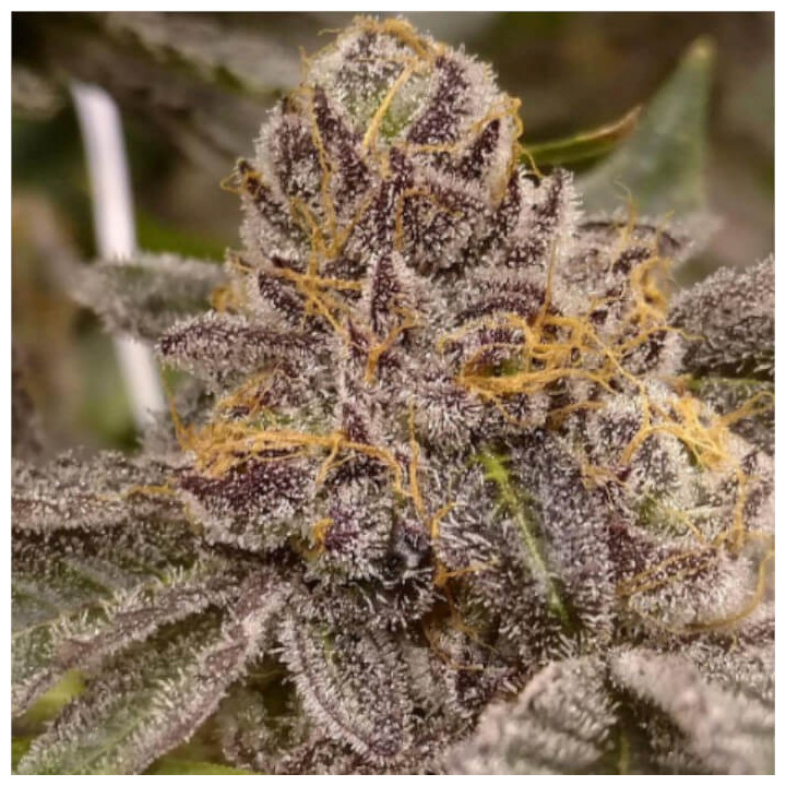 Semillas de marihuana a granel Peanut Butter Breath Feminizadas