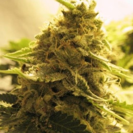 Afghan Skunk (Advanced Seeds)