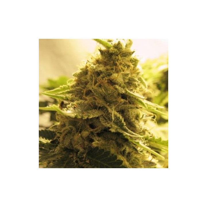 Afghan Skunk (Advanced Seeds)