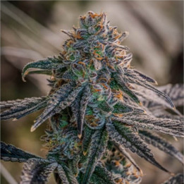 Semillas de marihuana a granel Birthday Cake Feminizadas