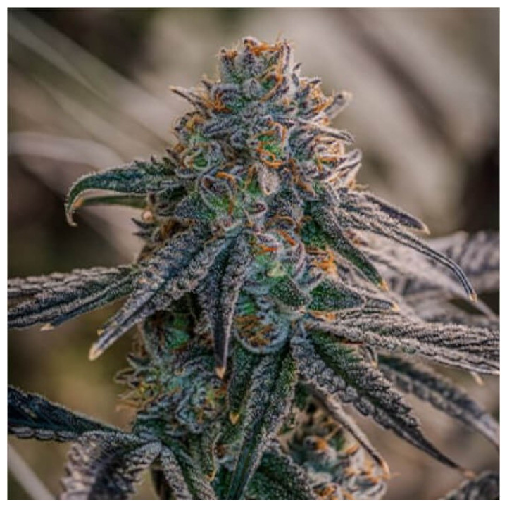 Semillas de marihuana a granel Birthday Cake Feminizadas