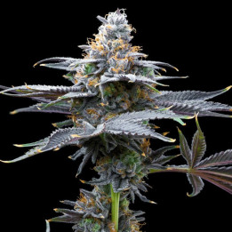 Semillas de marihuana a granel Watermelon Candy Feminizadas