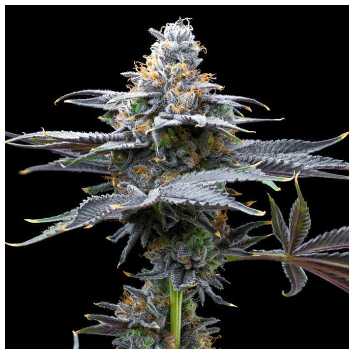 Semillas de marihuana a granel Watermelon Candy Feminizadas