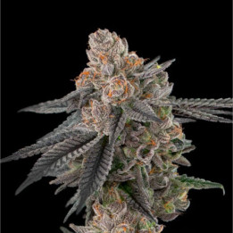 Semillas de marihuana a granel Apples and Bananas Feminizadas