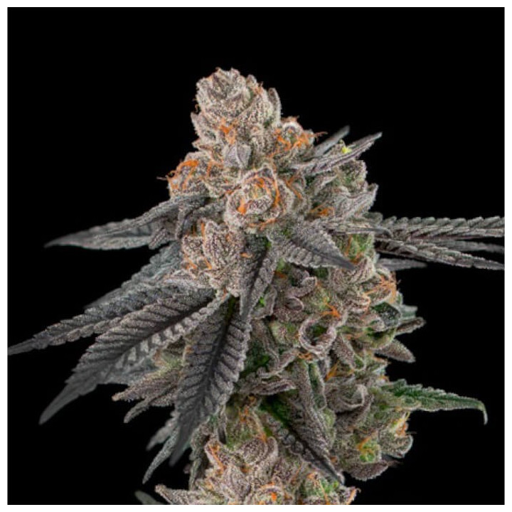 Semillas de marihuana a granel Apples and Bananas Feminizadas