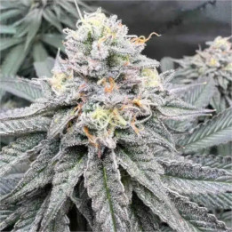 Semillas de marihuana a granel Cereal Milk Feminizadas