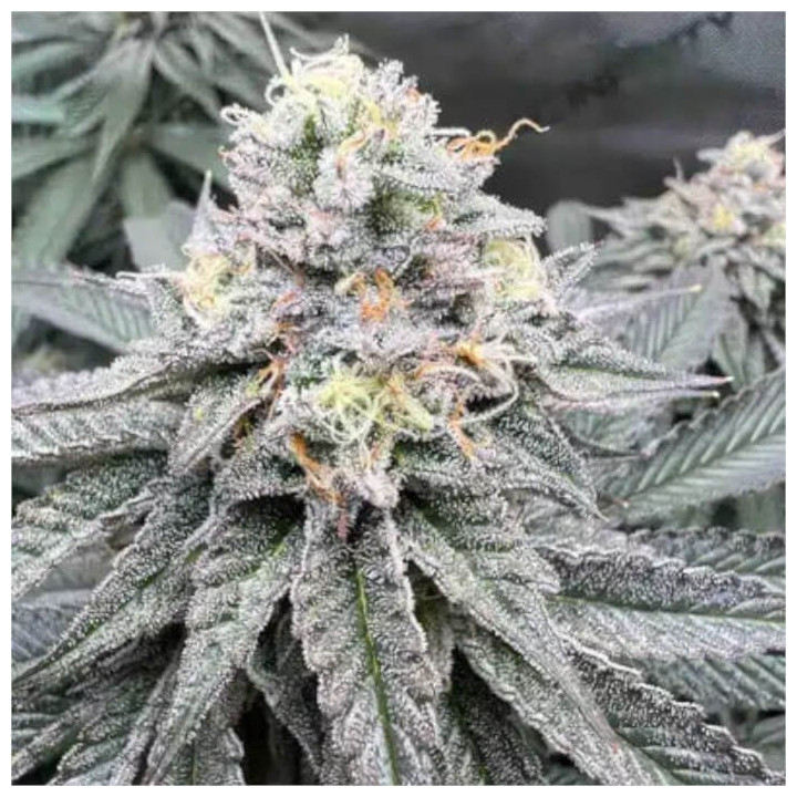Semillas de marihuana a granel Cereal Milk Feminizadas