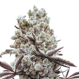 Semillas de marihuana a granel Hokuzai Feminizadas
