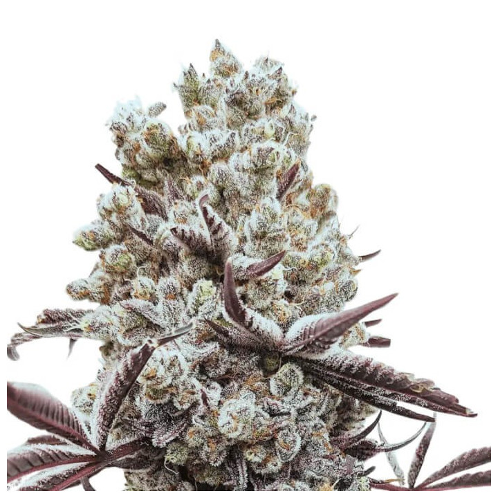 Semillas de marihuana a granel Hokuzai Feminizadas