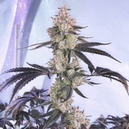 Semillas de marihuana a granel Watermelon Zkittlez Feminizadas