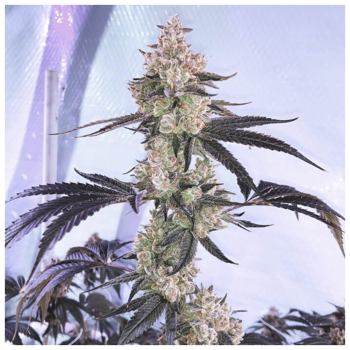 Semillas de marihuana a granel Watermelon Zkittlez Feminizadas