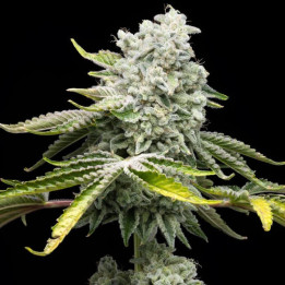Semillas de marihuana a granel Jealousy Feminizadas