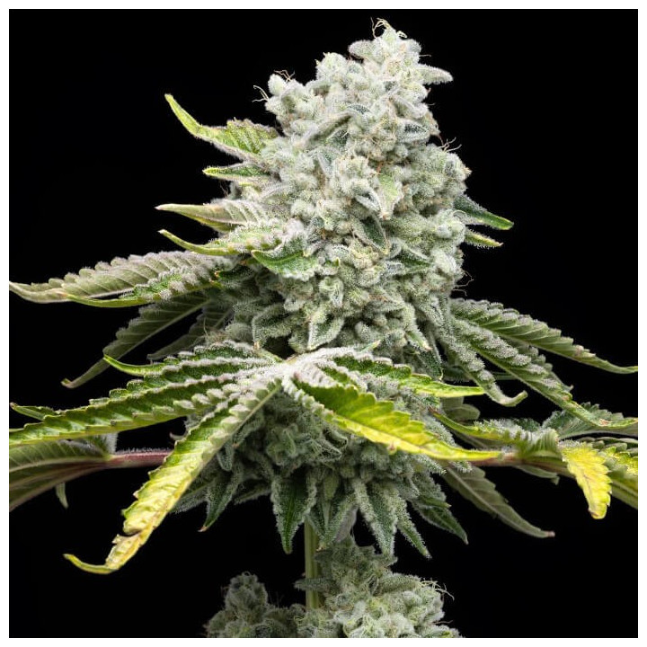 Semillas de marihuana a granel Jealousy Feminizadas