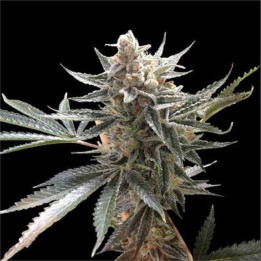 Semillas de marihuana a granel Tangie Feminizadas