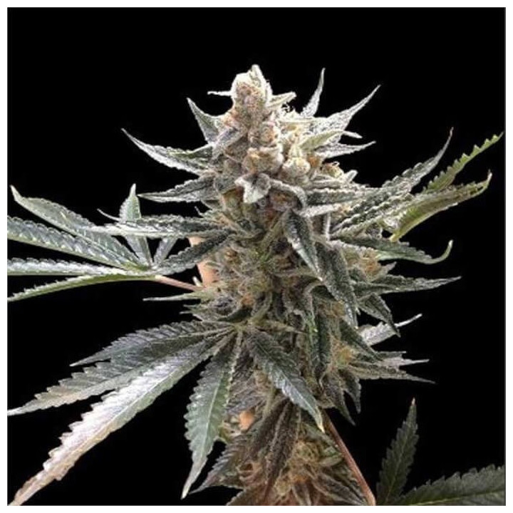 Semillas de marihuana a granel Tangie Feminizadas