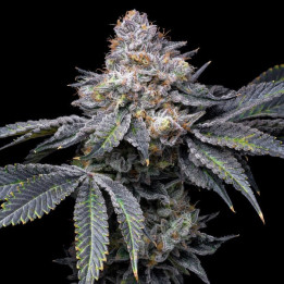 Semillas de marihuana a granel Permanent Marker Feminizadas