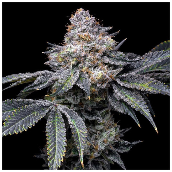 Semillas de marihuana a granel Permanent Marker Feminizadas