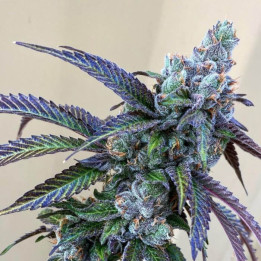 Semillas de marihuana a granel Rainbow Chips Feminizadas