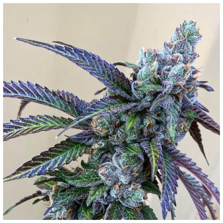 Semillas de marihuana a granel Rainbow Chips Feminizadas