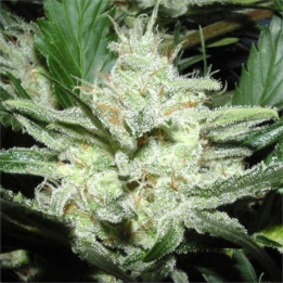 Semillas de marihuana a granel Sensi Star Feminizadas