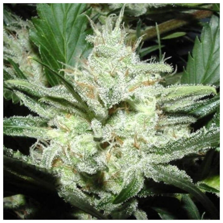 Semillas de marihuana a granel Sensi Star Feminizadas