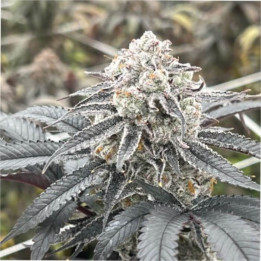 Semillas de marihuana a granel Lemon Cherry Gelato Feminizadas
