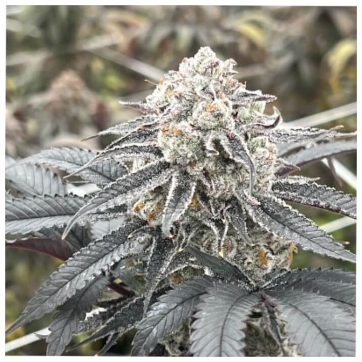 Semillas de marihuana a granel Lemon Cherry Gelato Feminizadas