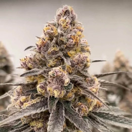 Semillas de marihuana a granel Super Boof Feminizadas