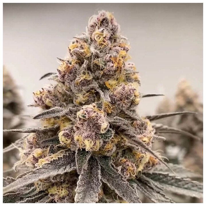 Semillas de marihuana a granel Super Boof Feminizadas