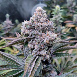 Semillas de marihuana a granel Donny Burger Feminizadas