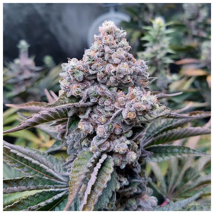 Semillas de marihuana a granel Donny Burger Feminizadas