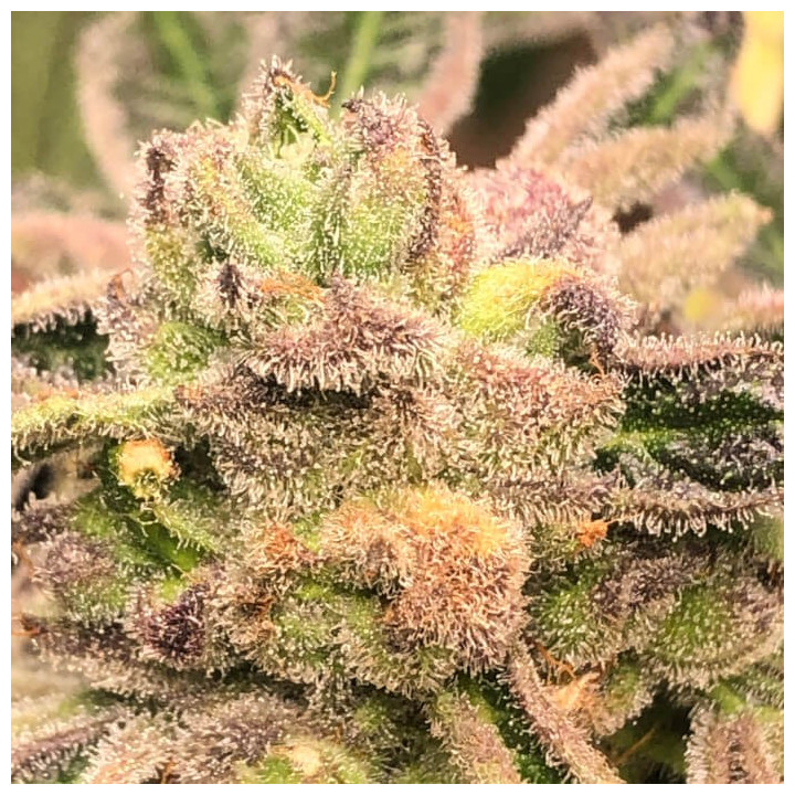 Semillas de marihuana feminizadas Apple Fritter de Elev8