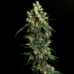 Semillas de marihuana feminizadas Aqua Verde de Elev8