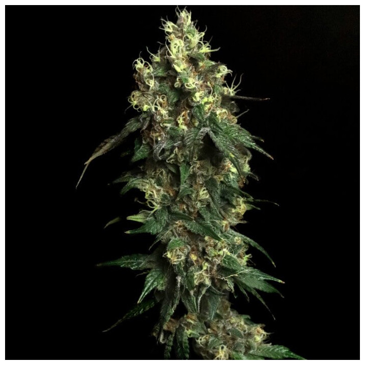 Semillas de marihuana feminizadas Aqua Verde de Elev8