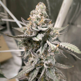 Semillas de marihuana feminizadas Beaver Cookies de Elev8