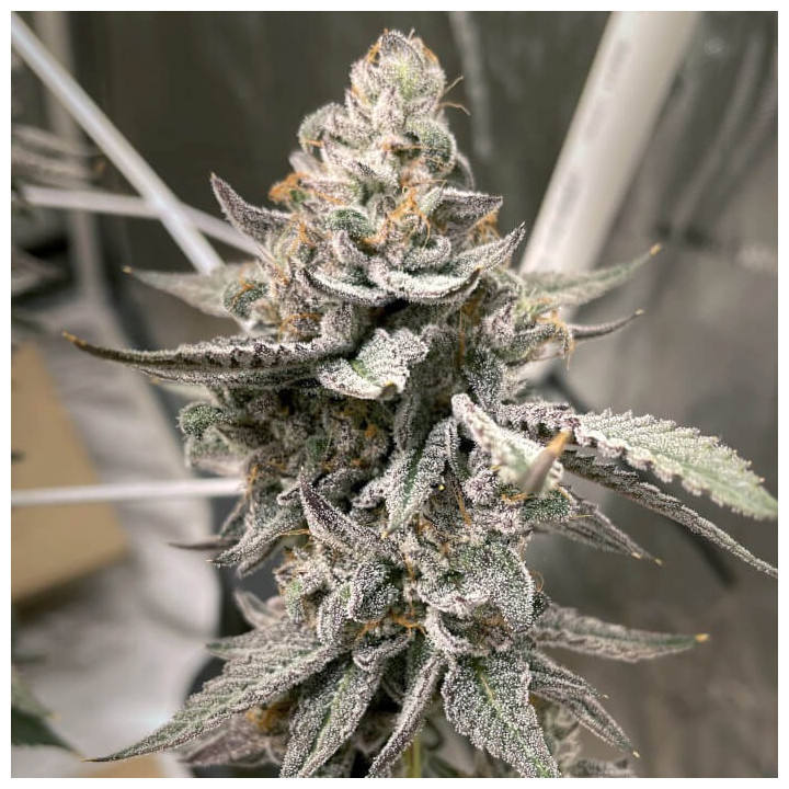 Semillas de marihuana feminizadas Beaver Cookies de Elev8