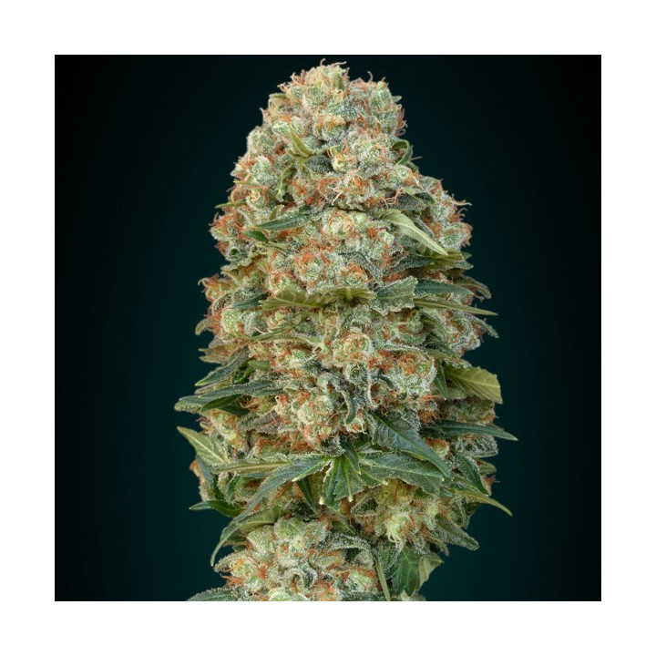Afghan Skunk (Advanced Seeds)