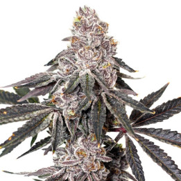 Semillas de marihuana feminizadas Berry Crusher de Elev8