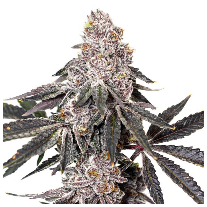 Semillas de marihuana feminizadas Berry Crusher de Elev8