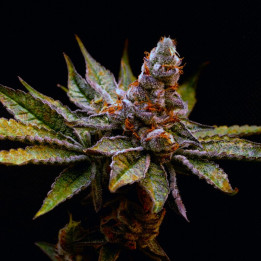 Semillas de marihuana feminizadas Birthday Punch de Elev8
