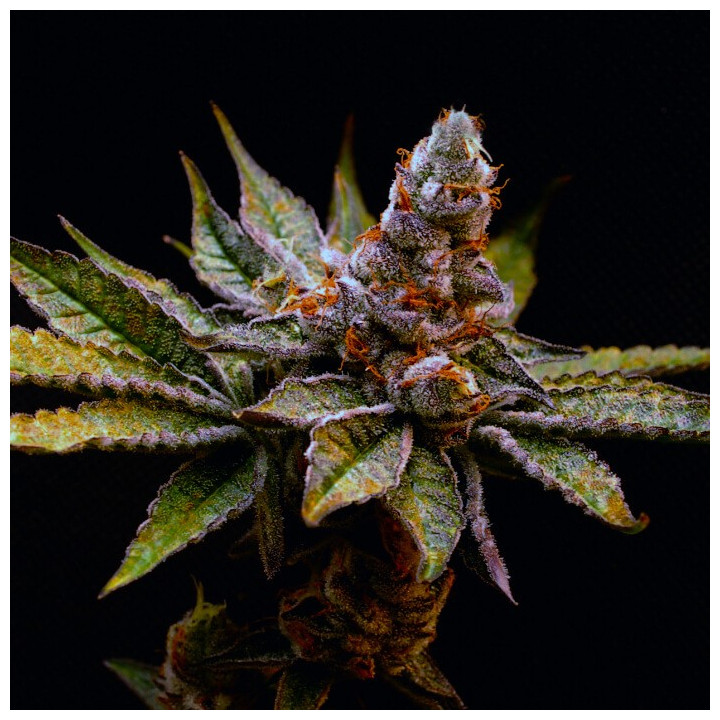 Semillas de marihuana feminizadas Birthday Punch de Elev8
