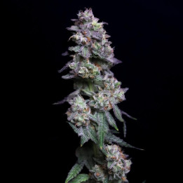 Semillas de marihuana feminizadas Baked Apple Cherries de Elev8