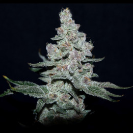 Semillas de marihuana feminizadas Fire'n Ice de Elev8