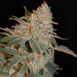 Black Diesel (Advanced Seeds)