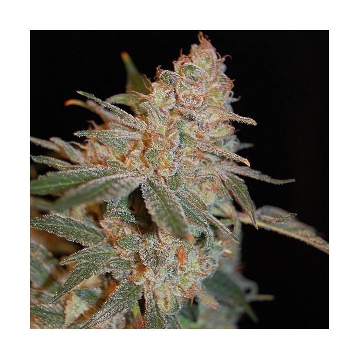 Black Diesel (Advanced Seeds)