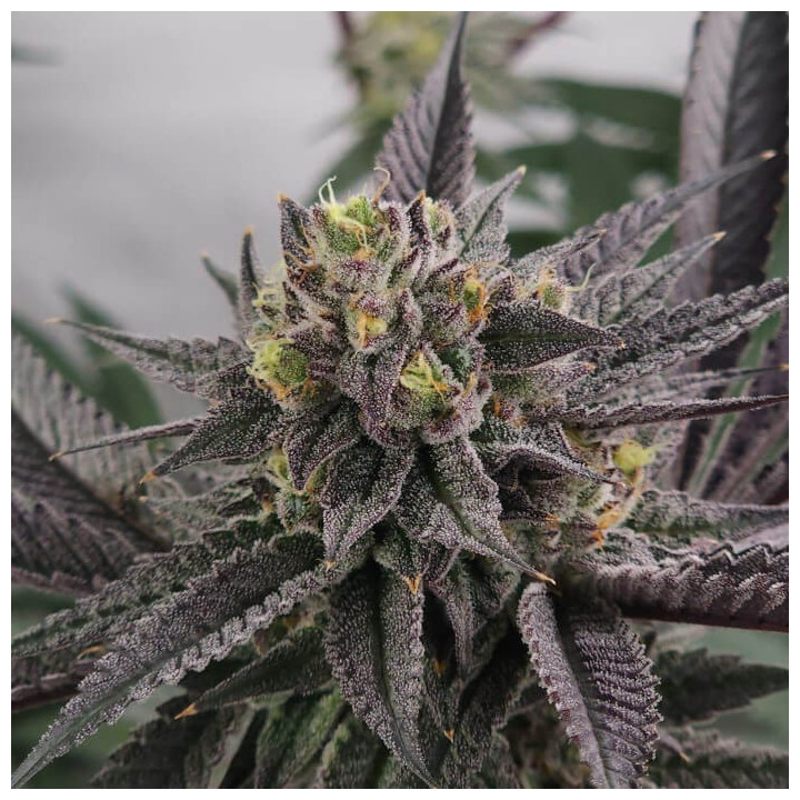 Semillas de marihuana feminizadas Gary Burger de Elev8