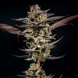 Semillas de marihuana feminizadas Gelato Kiss de Elev8