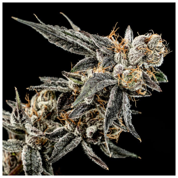 Semillas de marihuana feminizadas Gelato Punch de Elev8