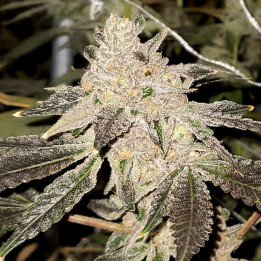Semillas de marihuana feminizadas Gelato Sundae de Elev8